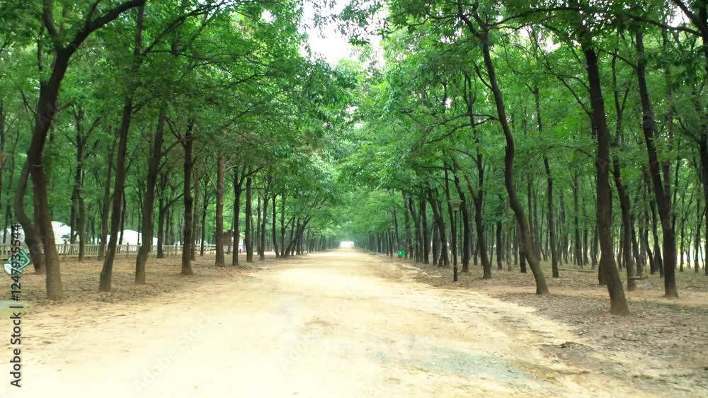 Explore breathtaking aerial views of the largest forest park in Northern Jiangsu Explore breathtaking aerial views of the largest forest park in Northern Jiangsu
