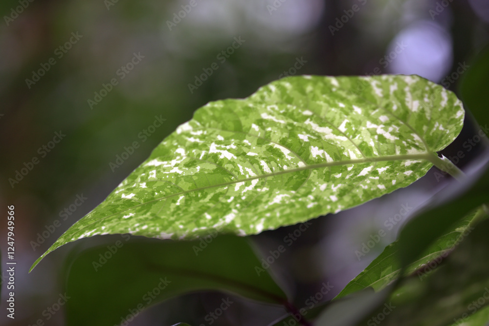Fototapeta premium フィカス・アスペラ 葉模様