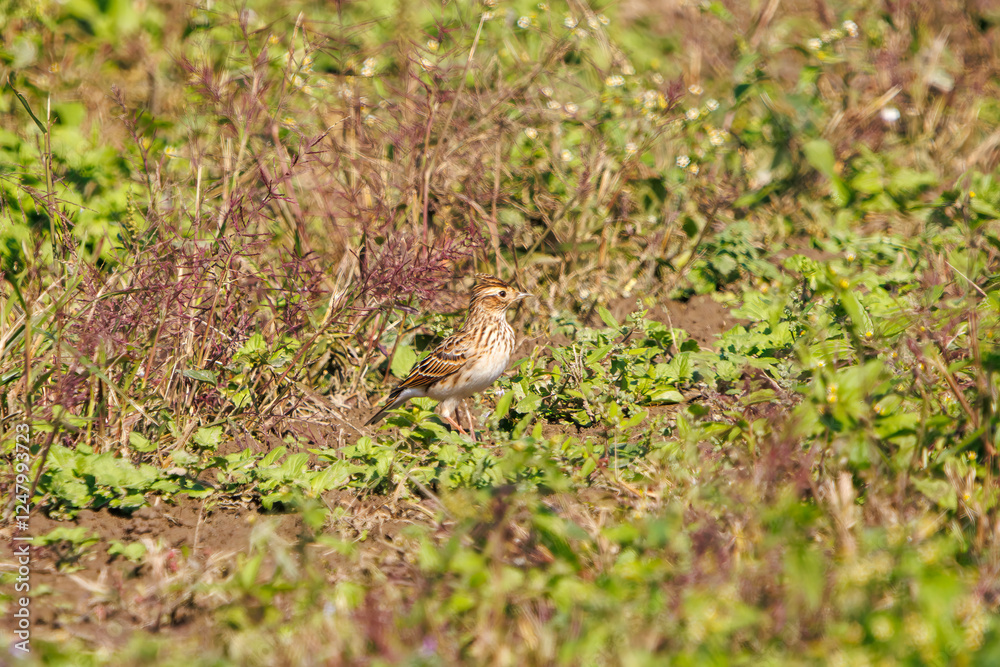 Obraz premium 美しいヒバリ（ヒバリ科） 英名学名：Eurasian skylark (Alauda arvensis, family comprising skylarks) コスモスフェスティバル（コスモスアリーナふきあげ） 埼玉県鴻巣市-2024 