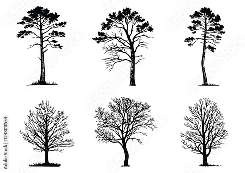 Tree Silhouettes Collection – Evergreen Forest Firs and Spruces, Wild Nature Trees, Vector Set