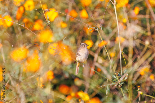 雌の花の中に佇む可愛いジョウビタキ（ヒタキ科）
英名学名：Daurian Redstart (Phoenicurus auroreus)
コスモスフェスティバル（コスモスアリーナふきあげ）
埼玉県鴻巣市-2024

 photo