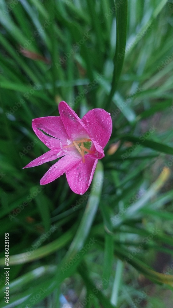 Photography of Lily Flowers in the Garden Photography of Lily Flowers in the Garden