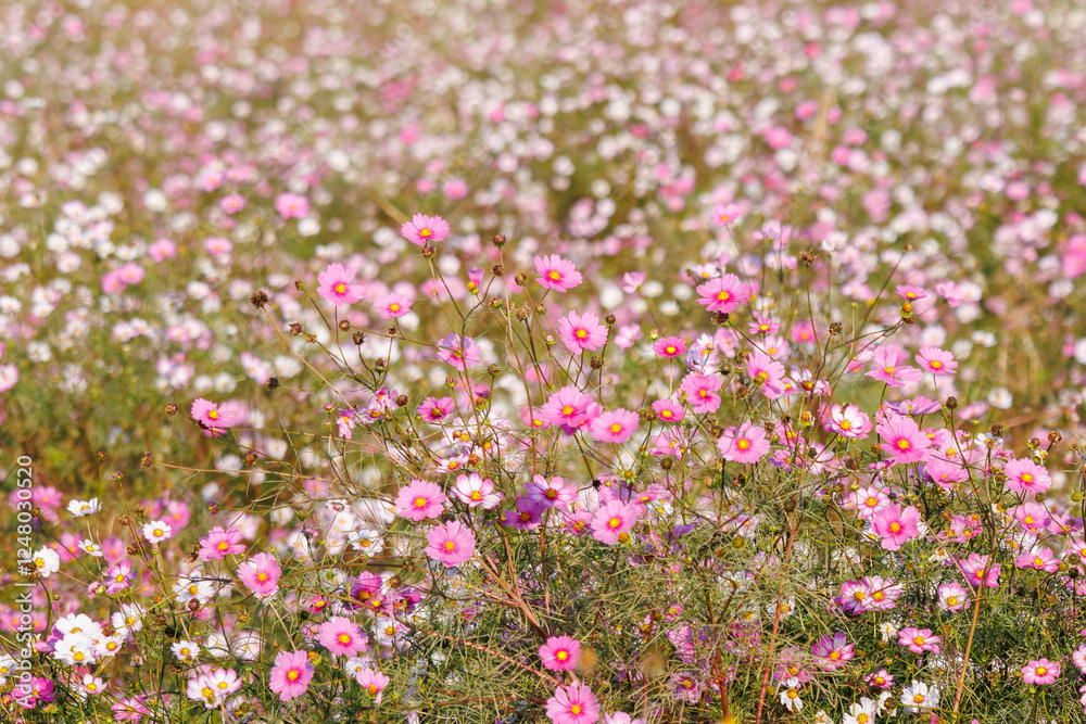 Naklejka premium 大芦橋と満開のコスモスが咲く、コスモスフェスティバル（コスモスアリーナふきあげ） 埼玉県鴻巣市-2024 