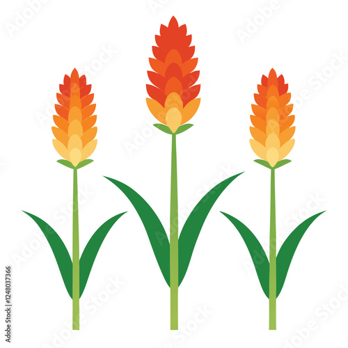 Three beautiful orange tulips with green leaves and stems isolated against a white background