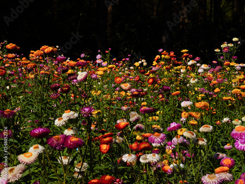 Pink gold strawflower- Everlasting or Paper daisies (Helichrysum bracteatum)	 photo