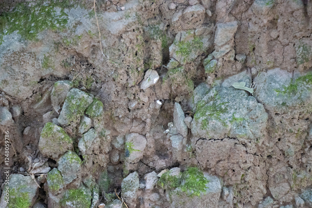 Obraz premium Moss and Soil Composition Close-Up - Nature’s Intricate Textures for Organic and Environmental Themes