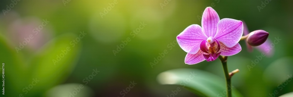 A small wild orchid growing in a garden environment, bloom, stems, nature A small wild orchid growing in a garden environment, bloom, stems, nature