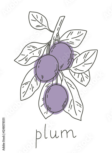 Plum tree branch illustration. Simple vector line art of fruits. 