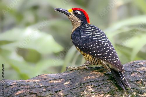 Black-cheeked woodpecker (Melanerpes pucherani), male. Cartago Province, Costa Rica. Selective focus on bird's eye photo