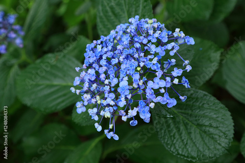 紫陽花