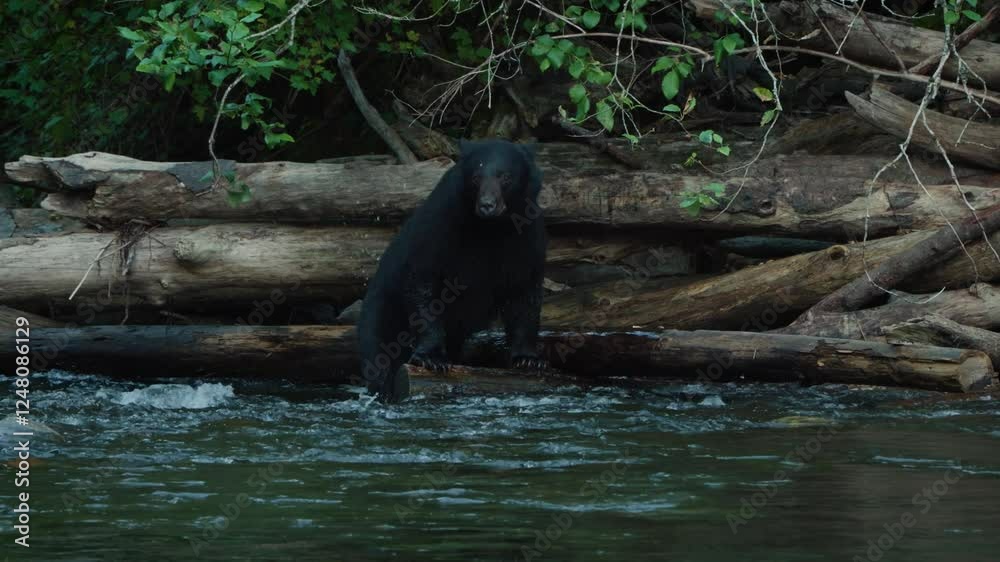 Black bear looking for fish between tree trunks in the Quinsam River near the Campbell River Hatchery during the salmon run, Vancouver Island, British Columbia, Canada Black bear looking for fish between tree trunks in the Quinsam River near the Campbell River Hatchery during the salmon run, Vancouver Island, British Columbia, Canada