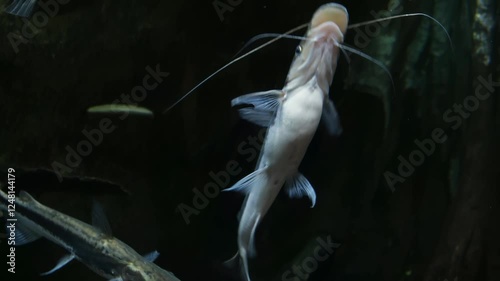 Lima Shovelnose Catfish, Sorubim lima, swims in aquarium close-up. photo