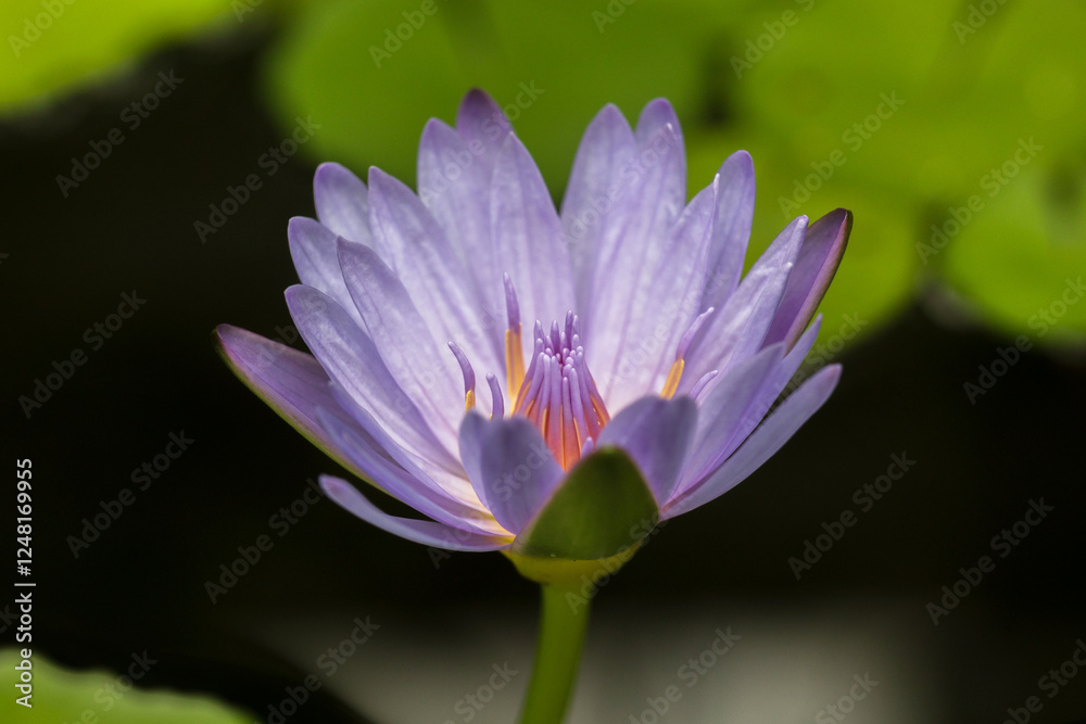 water lily water lily