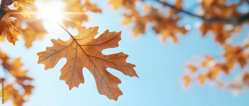 Golden Autumnal Maple Leaf Under Sunny Sky Golden Autumnal Maple Leaf Under Sunny Sky