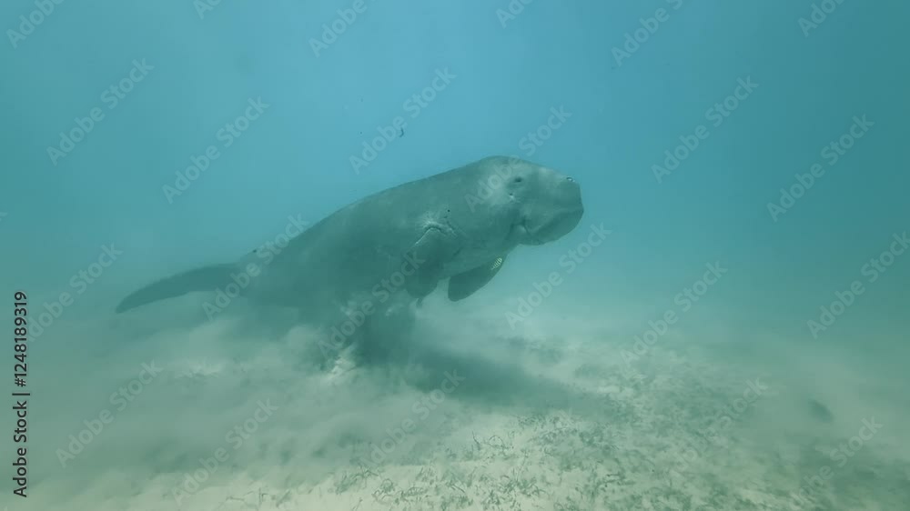 A dugong swimming underwater, creating small clouds of sand on the ocean floor A dugong swimming underwater, creating small clouds of sand on the ocean floor