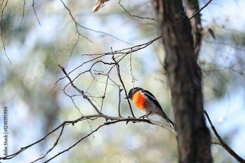 Scarlet Robin Perched on a Tree in Beautiful Nature