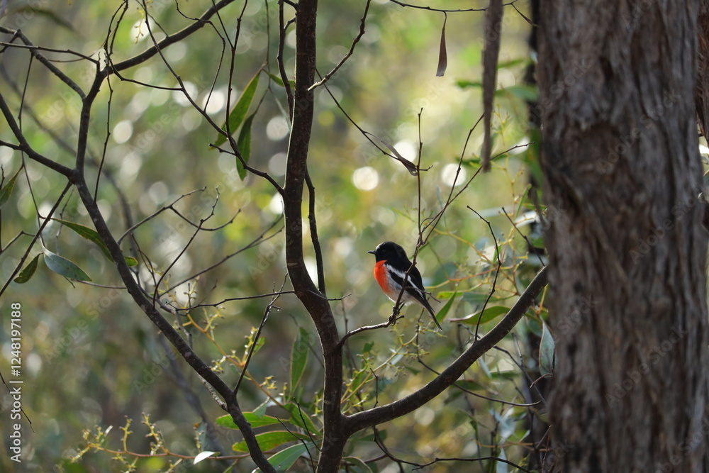 Scarlet Robin Perched on a Tree in Beautiful Nature Scarlet Robin Perched on a Tree in Beautiful Nature