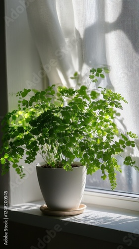 a potted maidenhair fern by the window in minimalist style of indoor plants photo