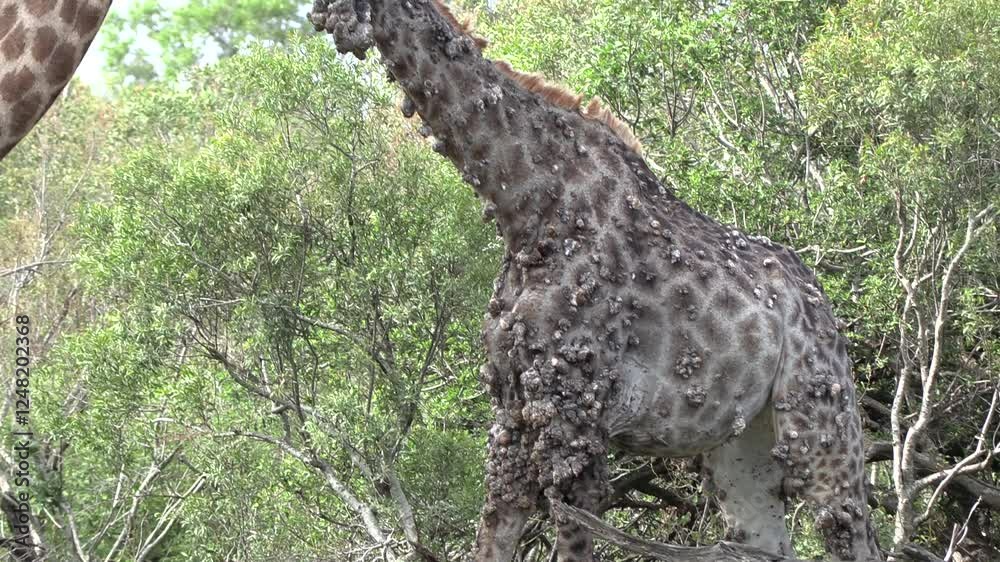 Upward tilt of a sick giraffe with papillomavirus stands with another normal healthy giraffe in the Kruger National Park.