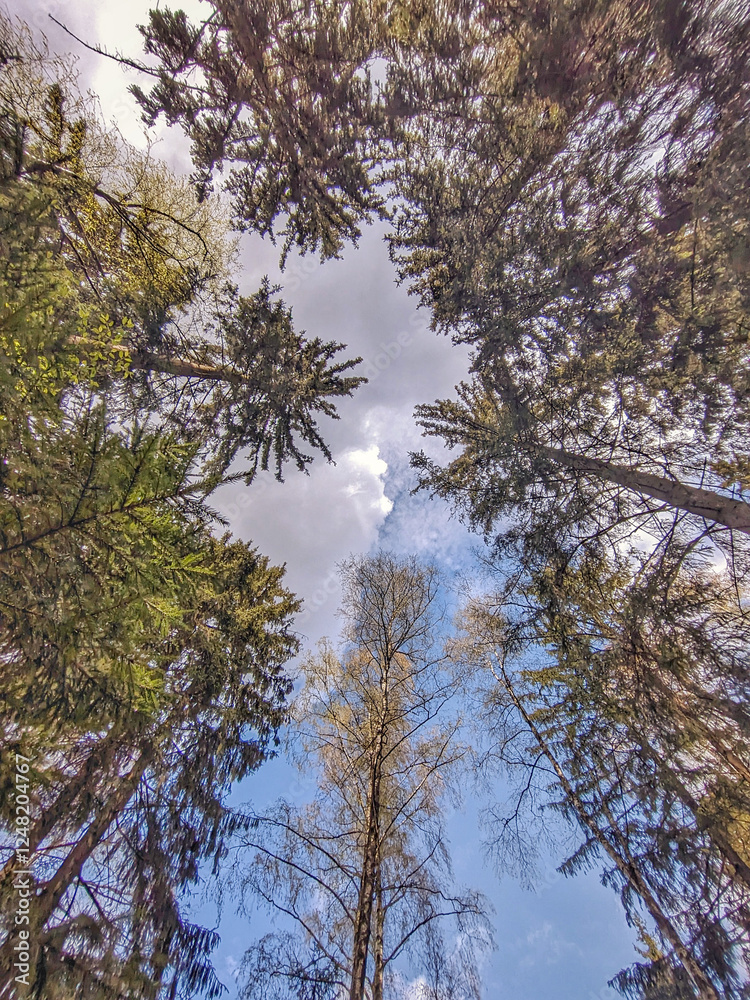 Obraz premium Pine and sky. View from below.