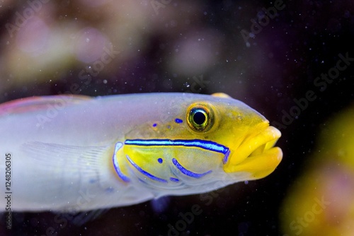 Vibrant Valenciennea Strigata underwater photo