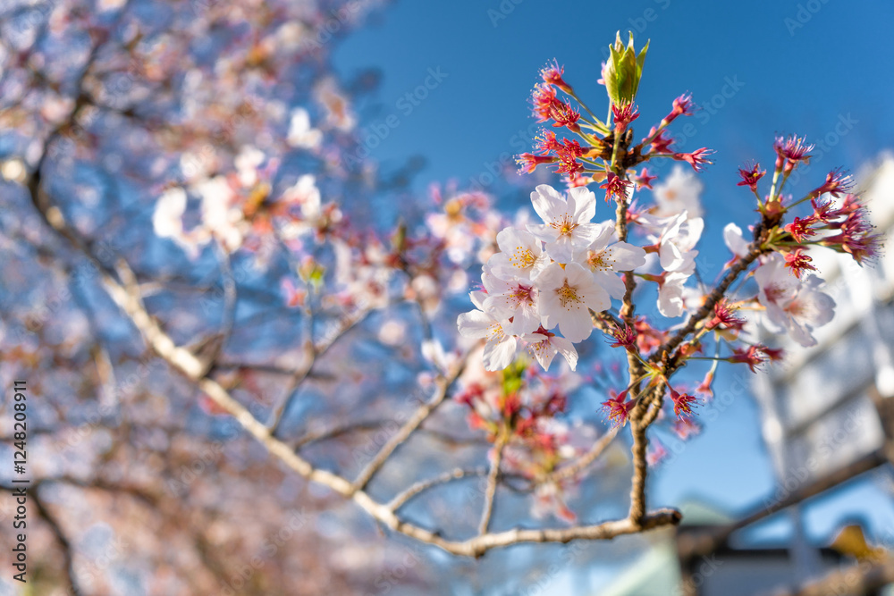 桜　春　空