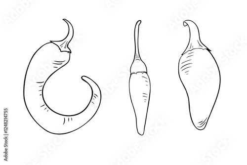 Hot peppers various black white vector illustration. Jalapeno, tabasco pepper monochrome simple drawing. Chili pepper in line art painted. Peppers contour for menu, label. Vegetable coloring sketch.
