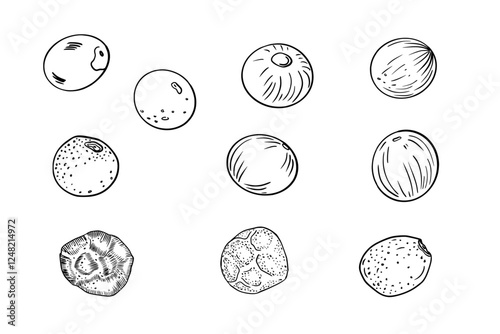 Peppercorns various black white vector illustrations. Various dried seeds, cardamom, allspice monochrome simple drawing. Black, white, red peppers in line art painted contour for menu, label.