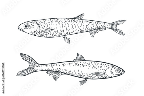 Anchovies black white vector illustration isolated. Sea fish contour monochrome drawing. Fish engraving line art. Sardines etch hand drawn for logos, packaging, and marine designs.