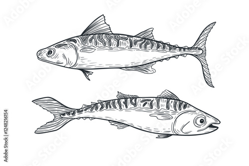 Mackerel black white vector illustration. Bluefish monochrome sketch hand drawn. King sea fish painted ink engraving. Bonito tuna graphic drawing. Design element for package, label, sign board.