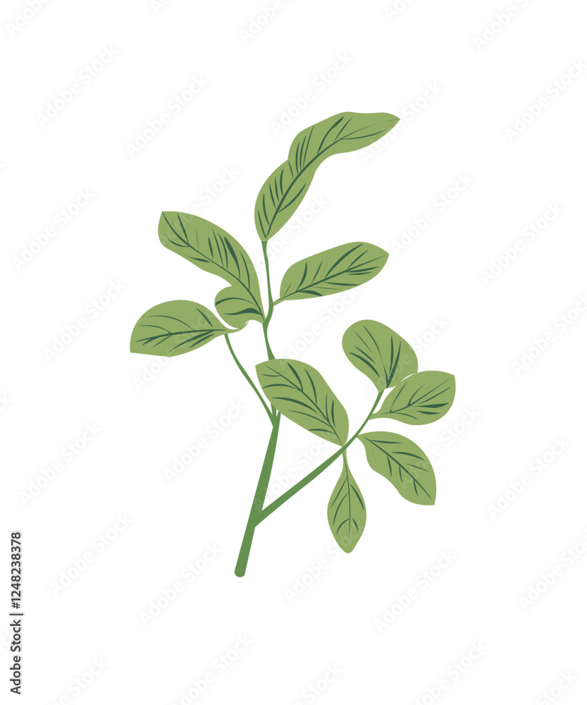 Obraz premium fresh mint leaves