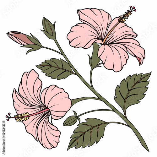 Botanical pink or red hibiscus flower vector design