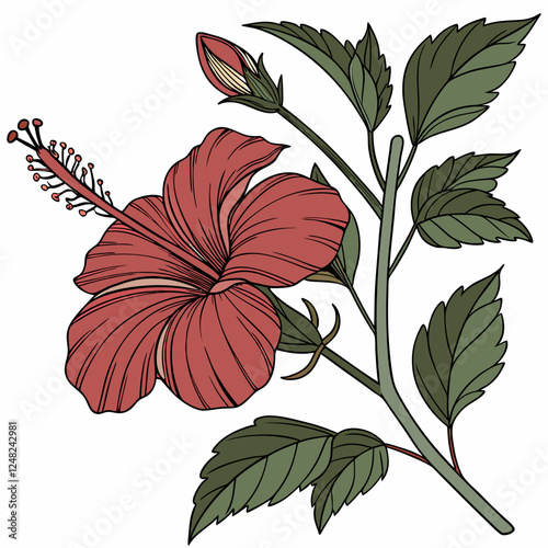 Botanical pink or red hibiscus flower vector design