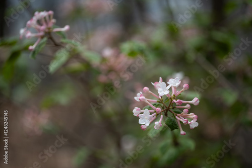 분꽃나무 photo