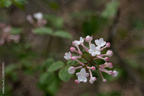 분꽃나무 photo