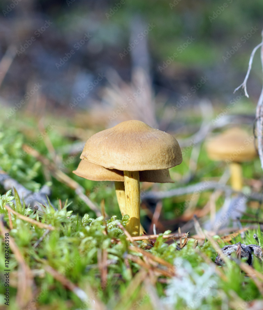 two mushrooms are seen growing in the forest on a tree trunk.
two mushrooms are seen growing in the forest on a tree trunk.