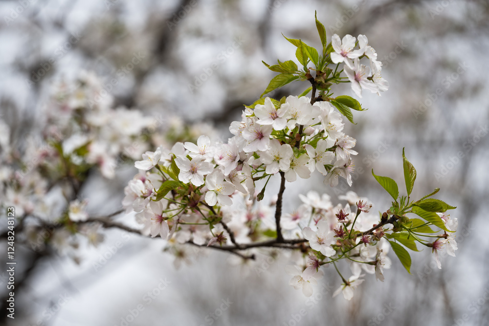 산벚나무