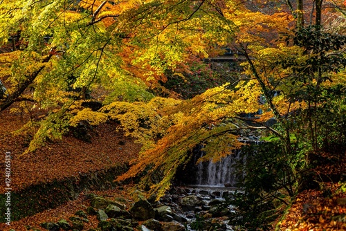 渓谷の紅葉