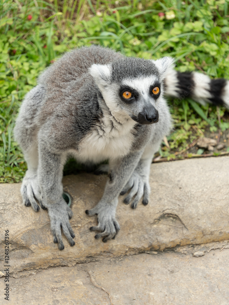 Obraz premium ring tailed lemur