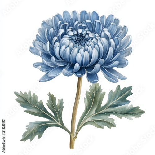 Isolated periwinkle chrysanthemum flower with leaves photo