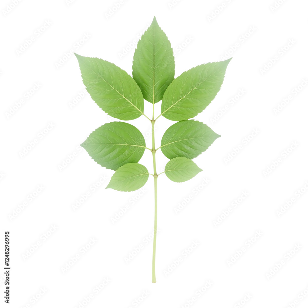 Closeup image of a green plant branch with multiple leaves, isolated on a cutout background. Closeup image of a green plant branch with multiple leaves, isolated on a cutout background.
