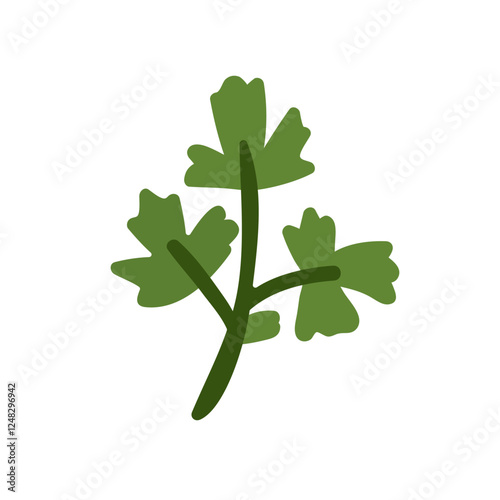 Parsley, fresh natural herb. Green leafy food. Healthy vitamin leaf for cooki...
