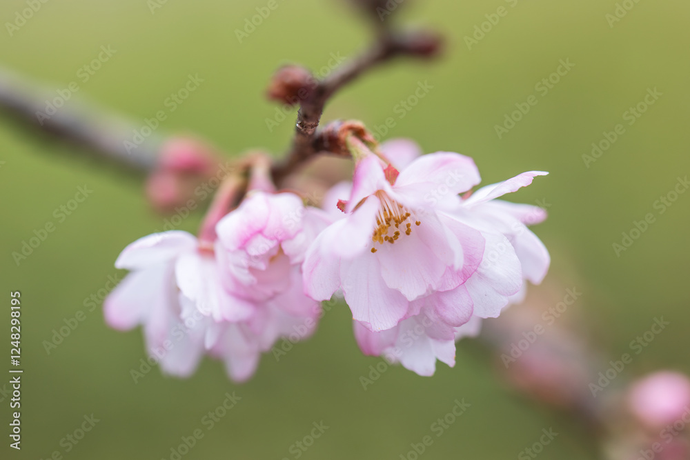 winter cherry, rosebud cherry Autumnalis winter cherry, rosebud cherry Autumnalis