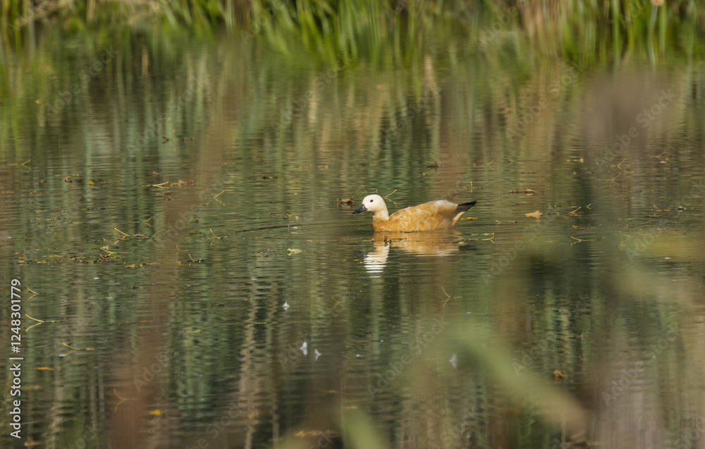 ruddy shelduck on a pond, beautiful reflection of a ruddy shelduck, reflection of the ruddy shelduck in the lake, water bird surrounded by green autumn colors, water surface shimmers green ruddy shelduck on a pond, beautiful reflection of a ruddy shelduck, reflection of the ruddy shelduck in the lake, water bird surrounded by green autumn colors, water surface shimmers green