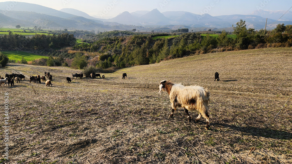 Obraz premium A herd of local goats grazing on stubble and newly sprouted grass in a field in a village in the Taurus Mountains.