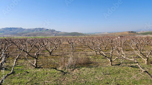 A winter scene of peach trees, under the warm sunshine, offers a simple and peaceful landscape in Mediterrranean region photo