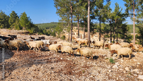 A flock of Awassi sheep grazing in the red pine forest of the Taurus Mountains reflects the tranquility of nature, wandering through the green valleys and feeding on the region's unique beauty. photo