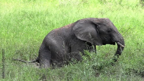 Young elephant wallowing and playing in a grassy mud wallow during a hot summer's day in Africa.