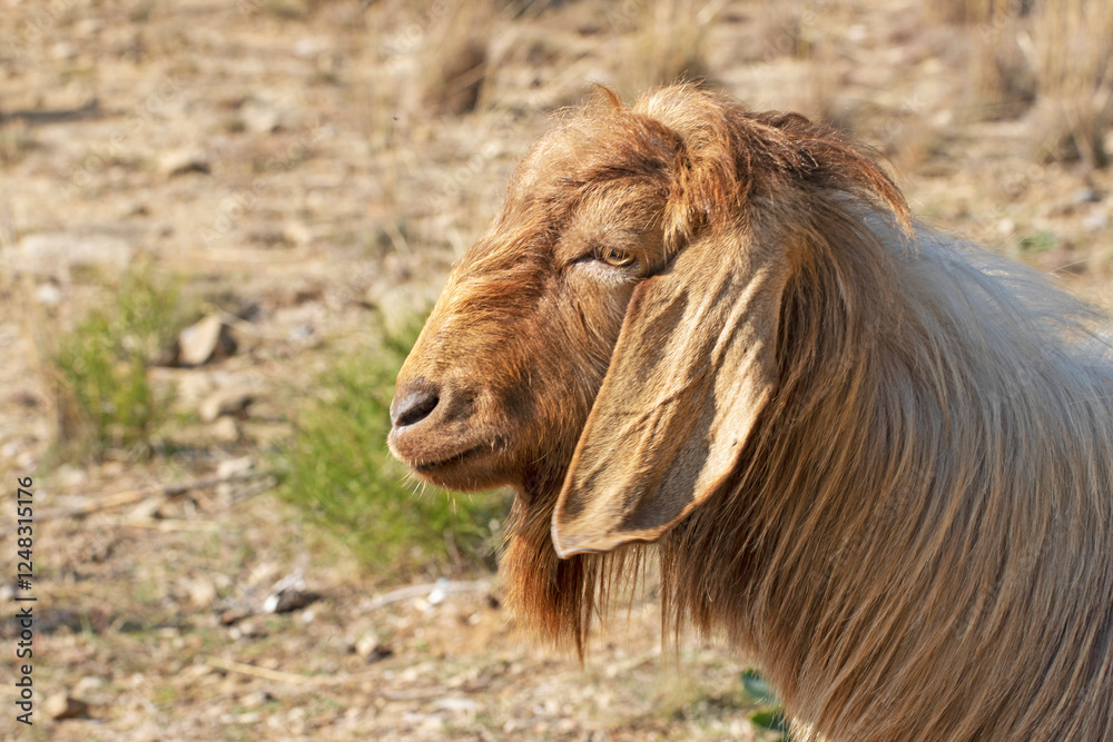 The majestic head of a Damascus goat buck showcases a broad, robust shape with a curved Roman nose, long pendulous ears, expressive eyes The majestic head of a Damascus goat buck showcases a broad, robust shape with a curved Roman nose, long pendulous ears, expressive eyes