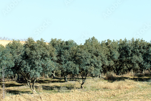 фотографія In Mediterranean agriculture, olive trees are vital for healthy olive oil and add a distinctive allure to the picturesque landscape